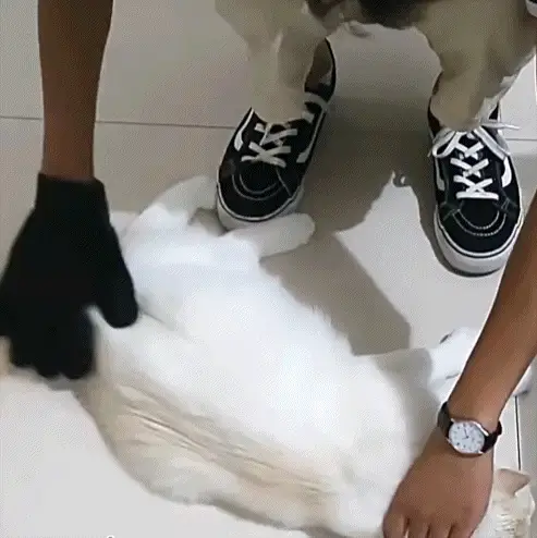 Magic Grooming Glove - Image 4